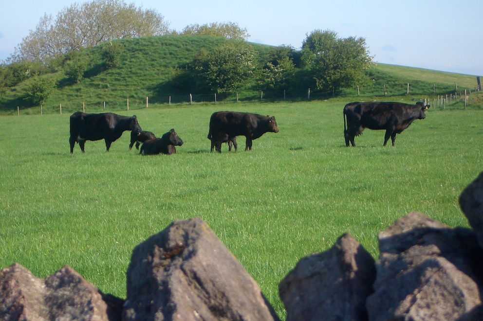 Black cows in field
