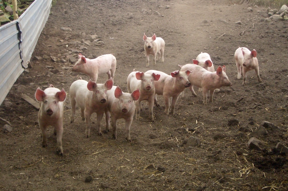 Piglets in muddy enclosure.
