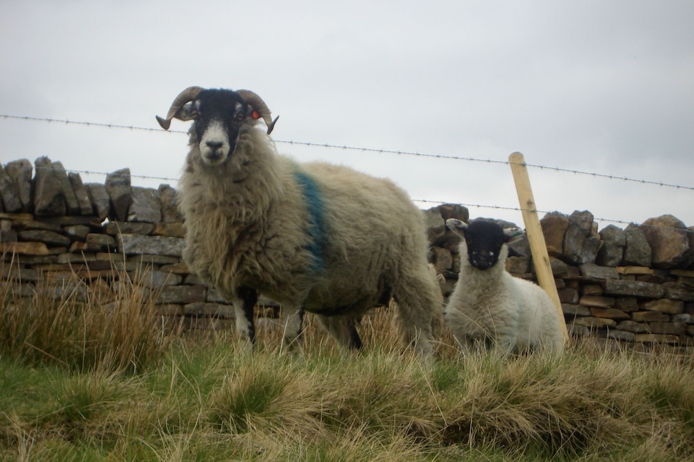 sheep and lamb looking at camera
